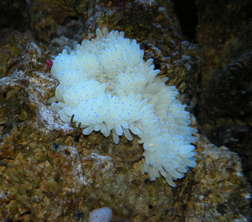 A Seabae anemone in a piece of live rock