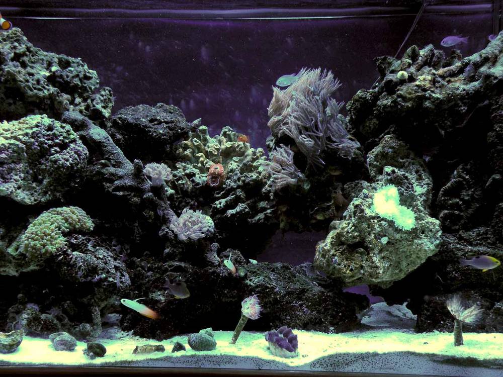 My Reef Tank Updated picture taken one month after new setup occurred.