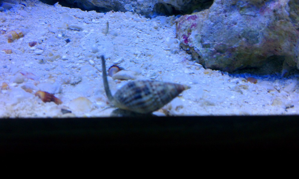 Nassarius Snail (burrowed snail in background)