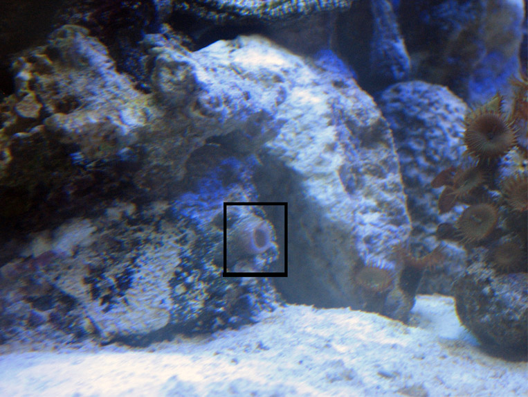 Found this in my tank this morning