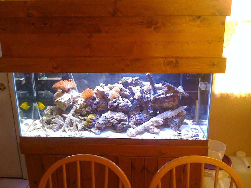 my 80 gallon tank