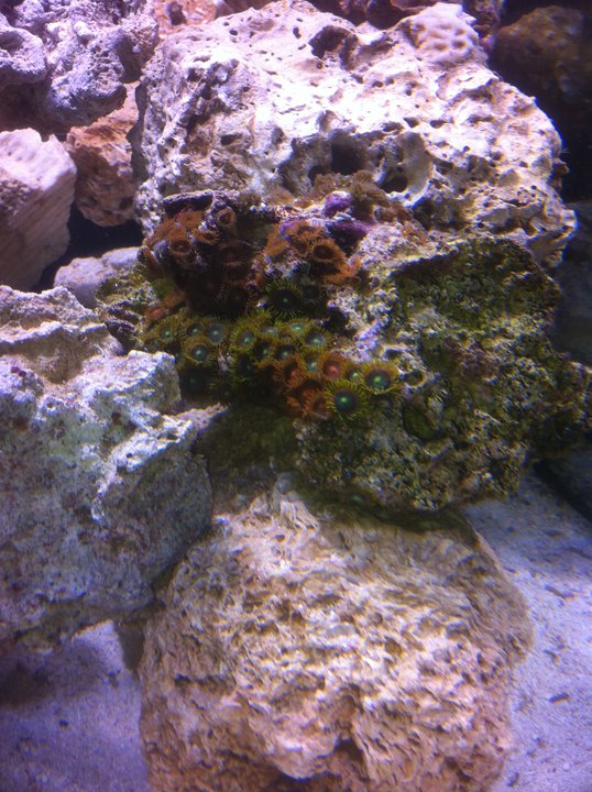 Found this rock at my local fish place had a variety of colors so i picked it up