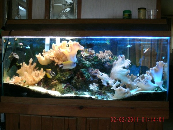 75 gallon