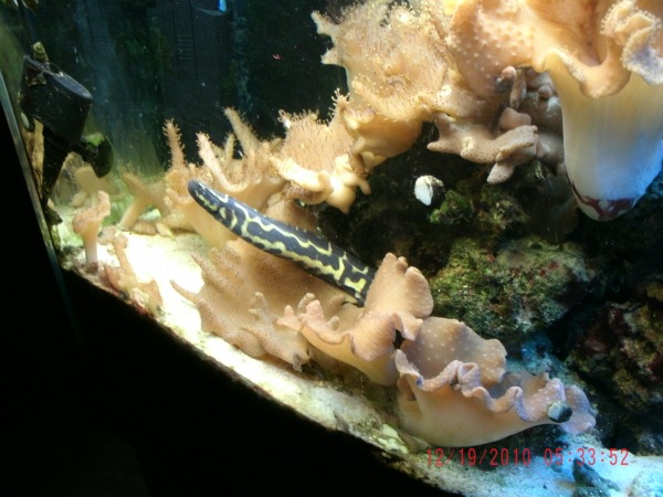 engineer goby
