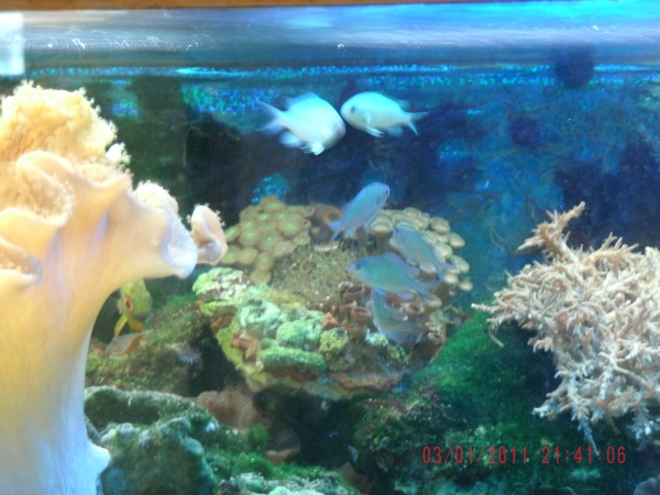 chromis group