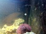 my clown and other fish