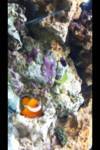 my clown and other fish