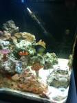 my clown and other fish