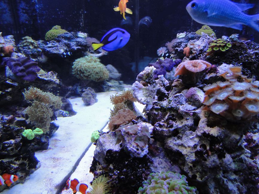 side view of my tank