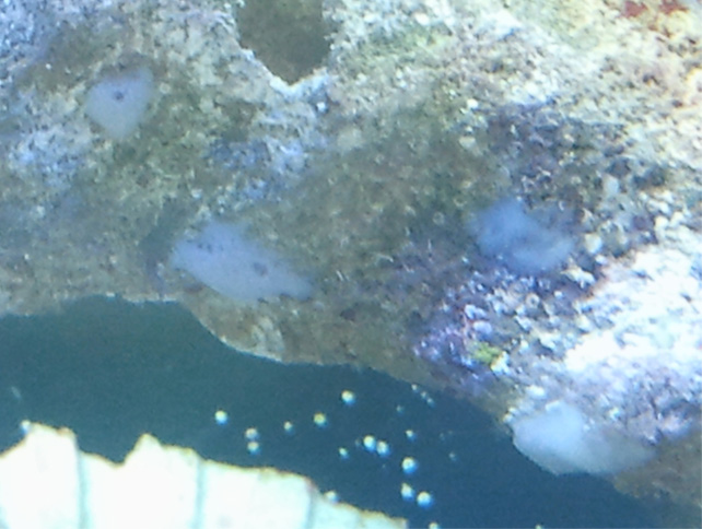 Needs some help Iding the white stuff.