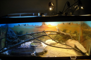 spike in his tank. I think it is too small now to see but what do I know.