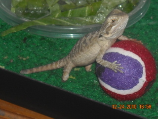 This is baby 1 of my bearded dragons. baby was mistreated by a previous owner even as a baby.<br />...
