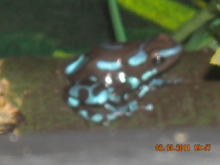 My blue dart frog