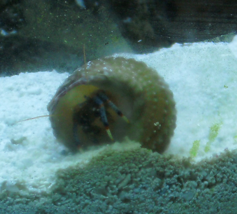 SADLY...THIS BLUE LEGGED HERMIT WAS VICTORIOUS IN THE BATTLE FOR THE MEXICAN SHELL...AS FOR THE...
