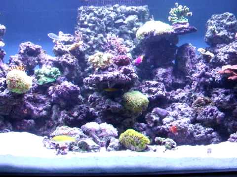 Reef tank with sand bed - found on net
