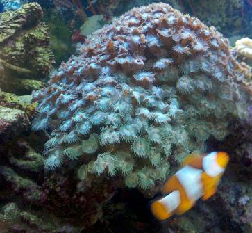 Over growing Polyps