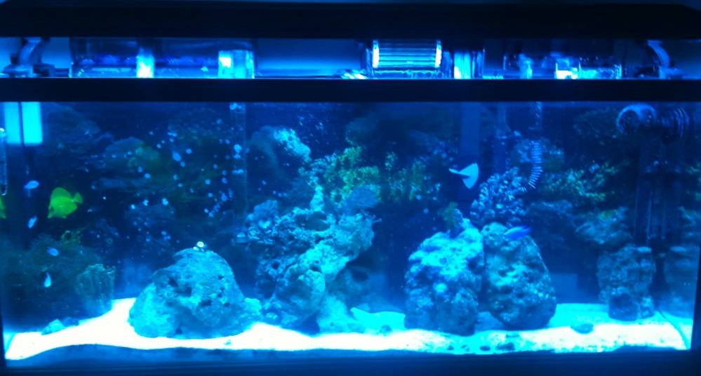 My tank under actinic lights