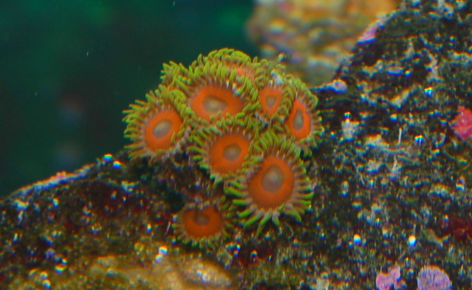 My little Eagle Eye frag