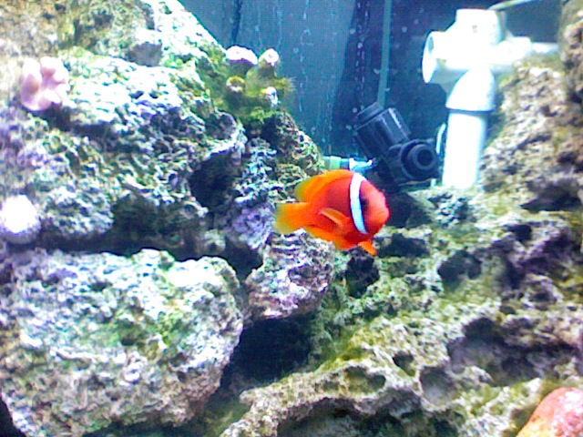 My 65 gal reef tank  + I have a 150gal Reef in progress ( 3rd floor Apt.! )