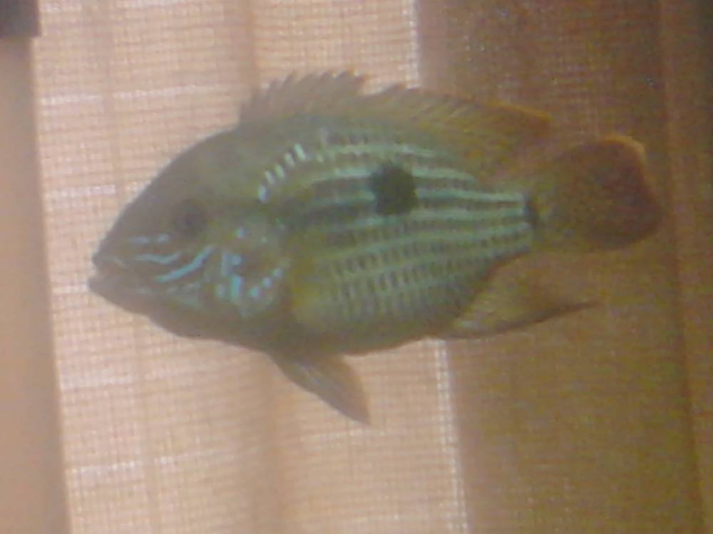 can some one tell me if this a male or female