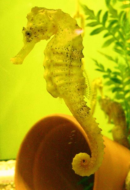 H. reidi broodstock