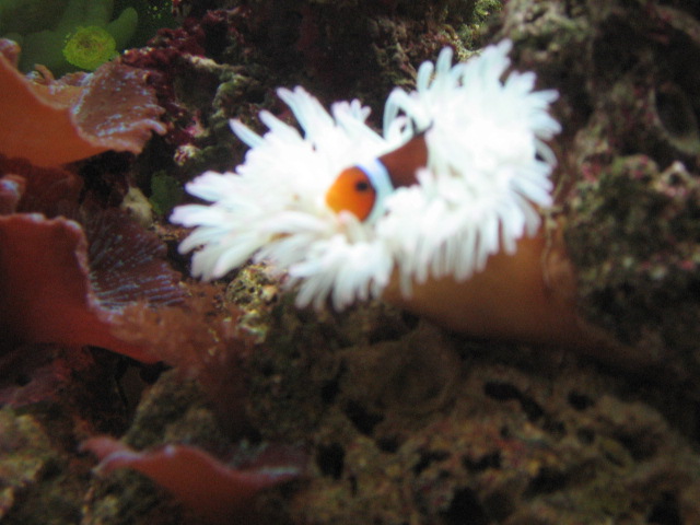 My awesome clown in his nem!