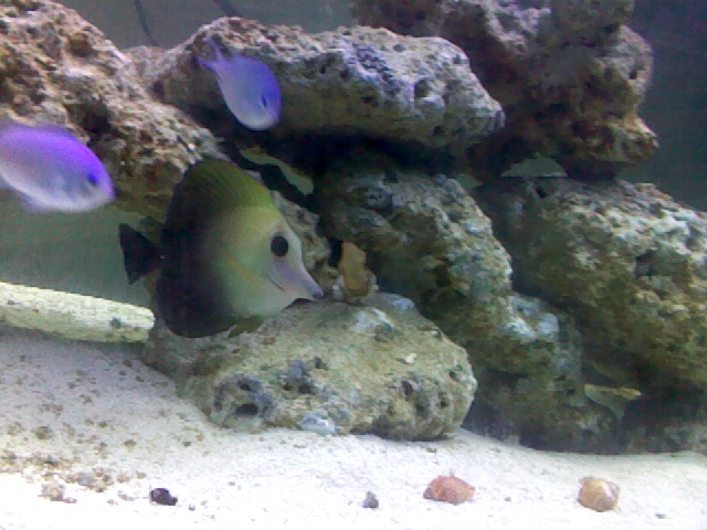 scopas tang