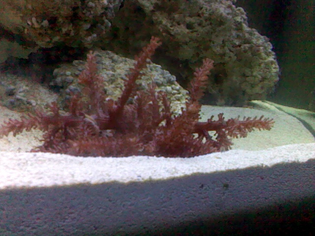the guy at the store told me it was a kenya tree coral but it doesnt really look like a kenya tree...