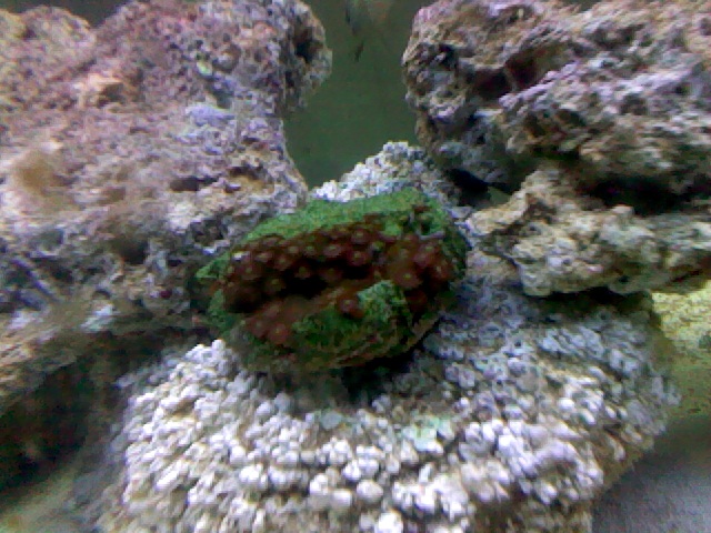 my polyps