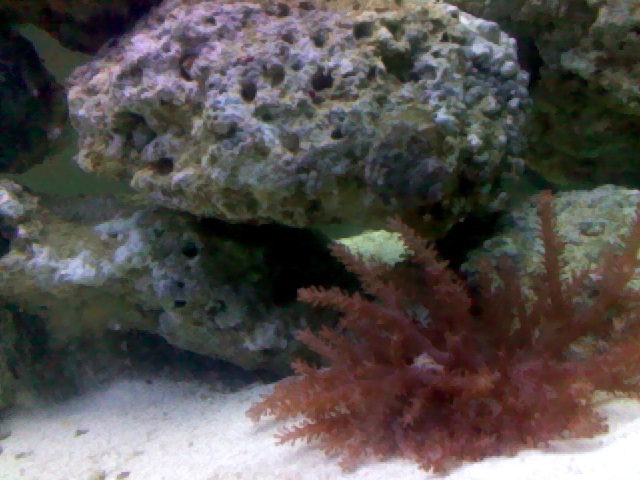 kenya tree coral