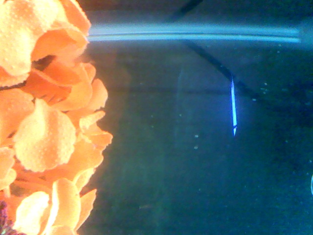 all over the walls in my nano tank