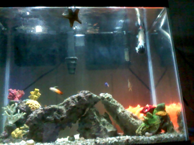 yellowtail damsel<br />
firefish<br />
6line wrasse<br />
pj cardinal<br />
decorator crab<br...