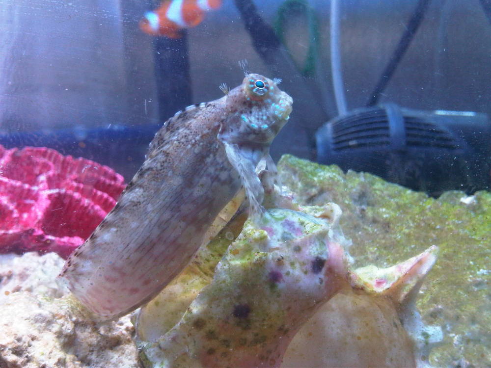 Rock Skipper Posing