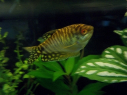 king of gouramis