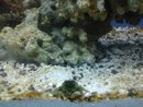 tiny green crab