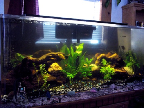 3 cherries, 3 tigers, a powder blue gourami, a pearl, a black angel, albino cory, siamese algae...