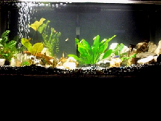 took the rotten wood out, because it was turning the water brown and my were sneezing! it looks so...