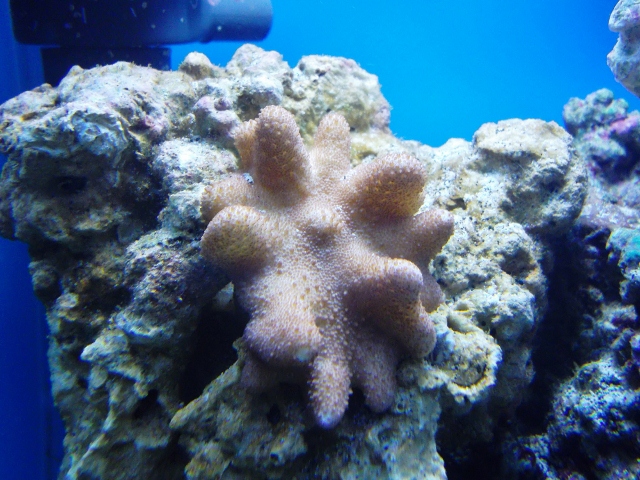 The only leather coral on my reef!