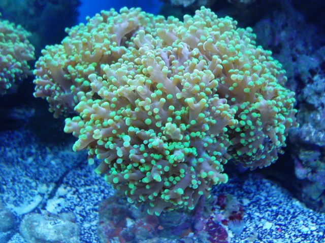 My prized coral in my tank! I could watch it sway with the flow for hours! <img...