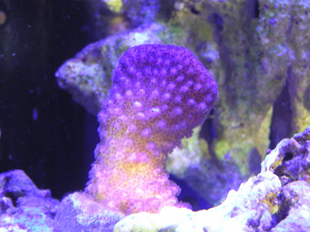 New frags