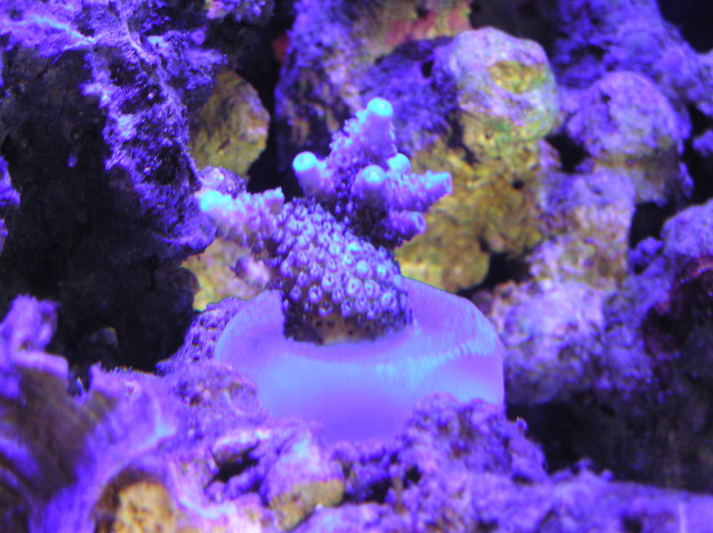 New frags