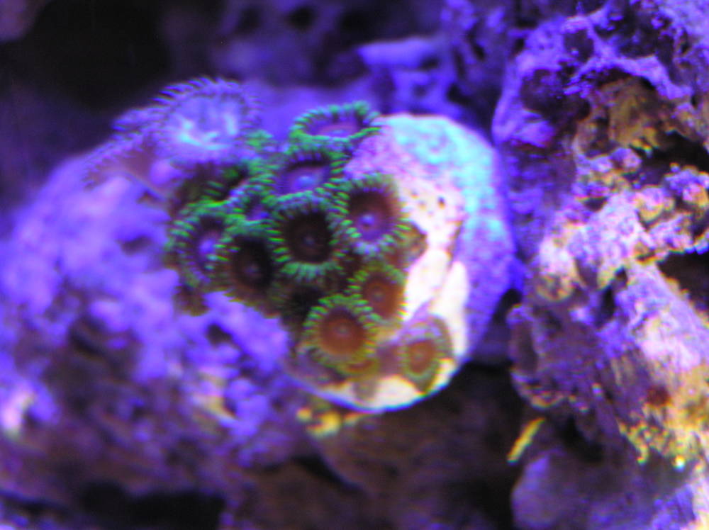 New frags