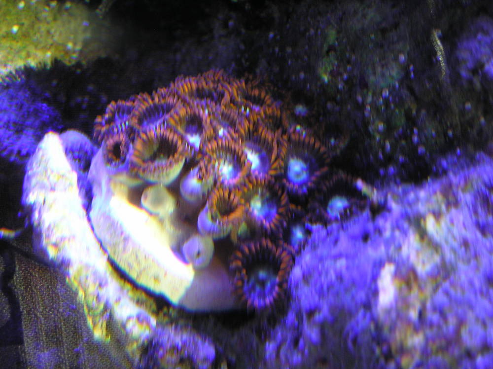 New frags
