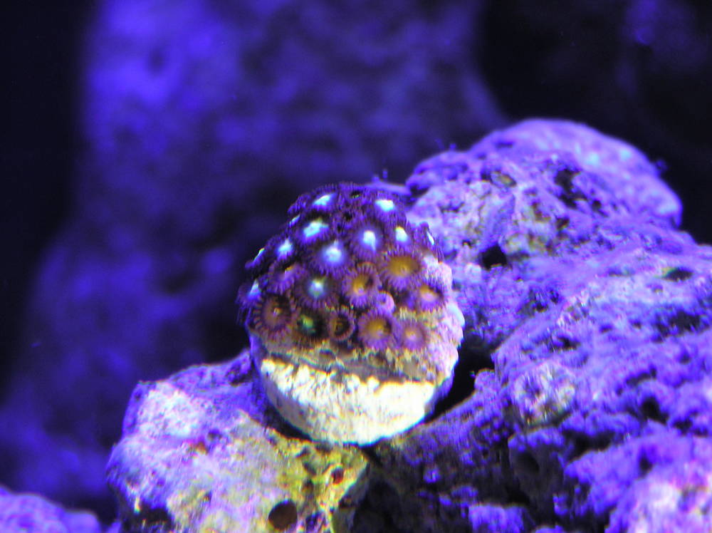 New frags