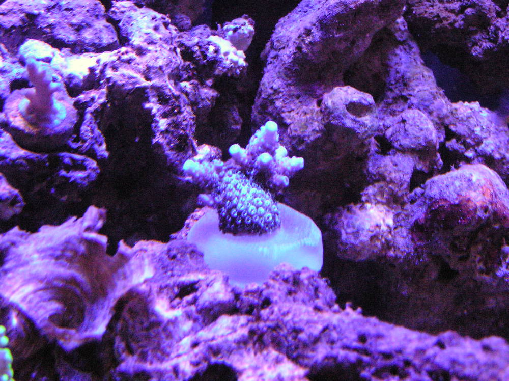 New frags