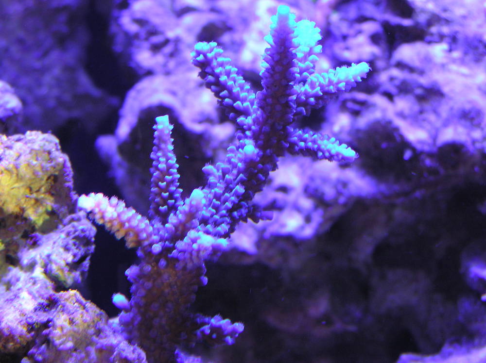 New frags
