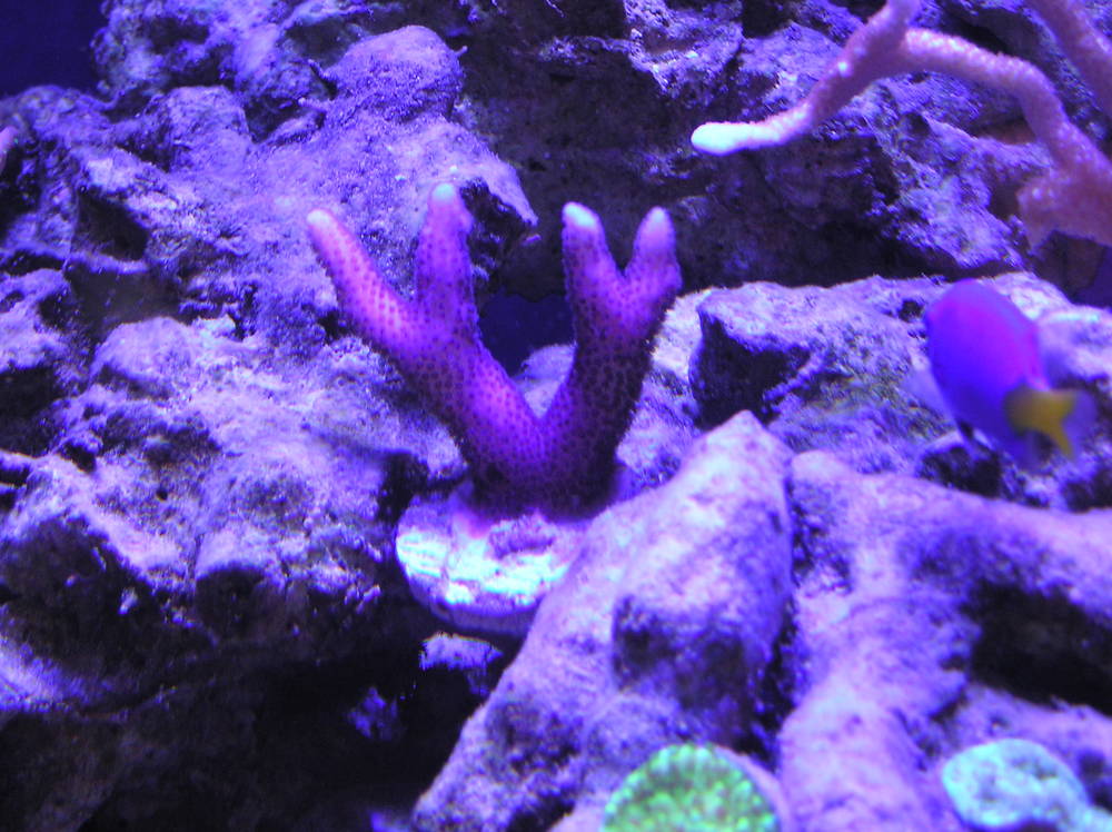 New frags