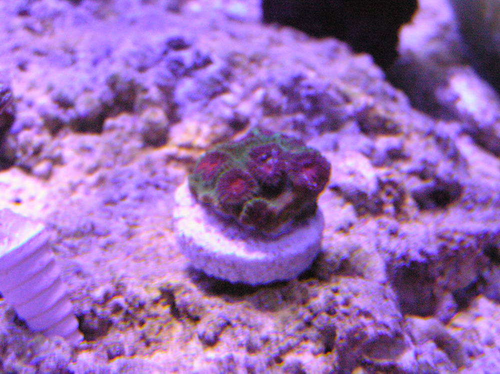 New frags