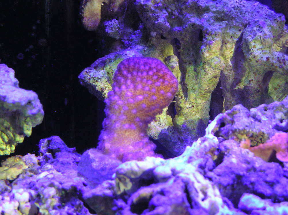 New frags