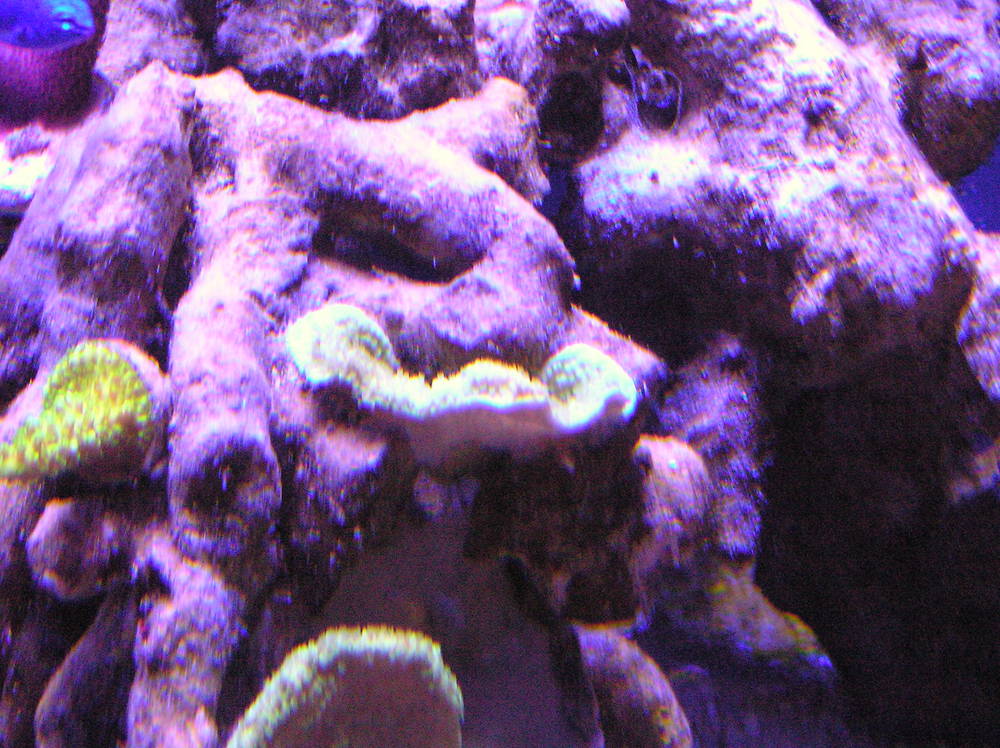 New frags